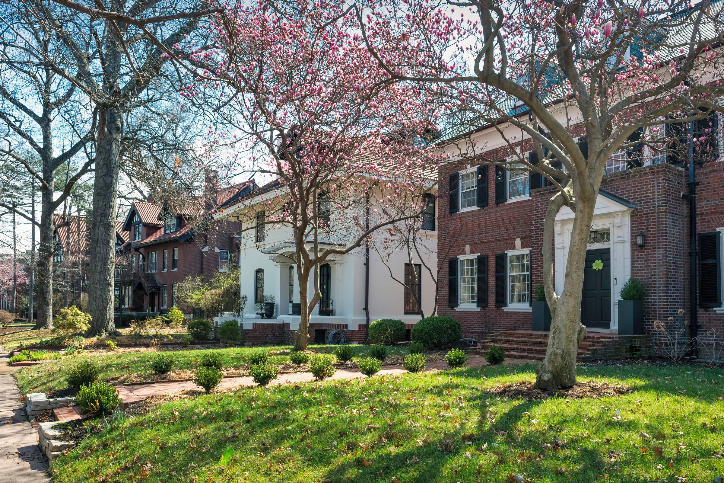 Magnolias in spring on a street of early-1900s houses, St. Louis